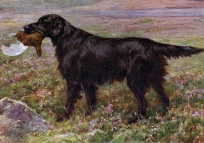 The Flat-Coated Retriever Champion High Legh Blarney by Maud Earl